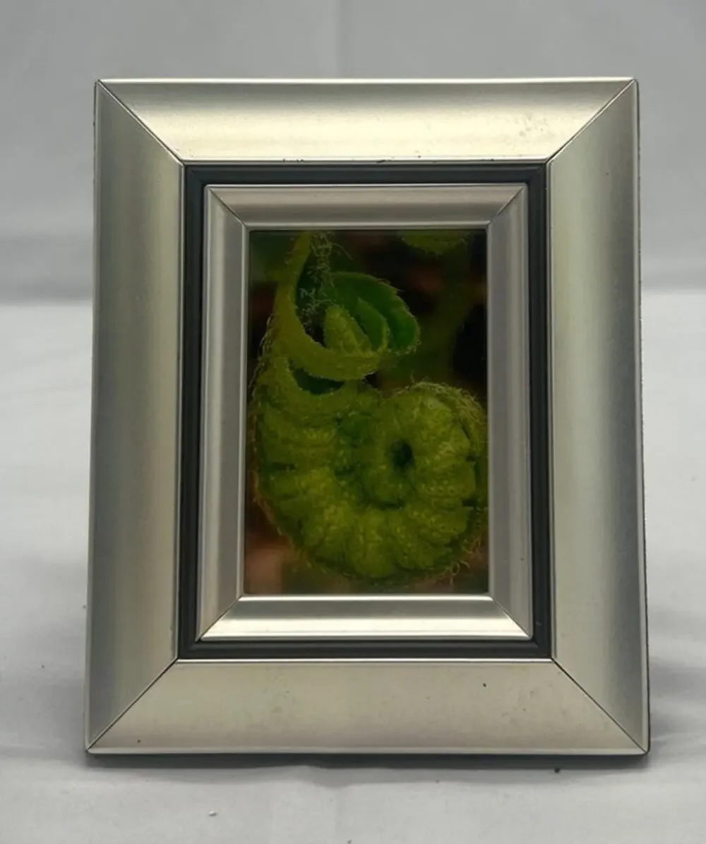 Original Fiddlehead Fern Macro Photo 4x6 Silver Tone Frame Botanical Art